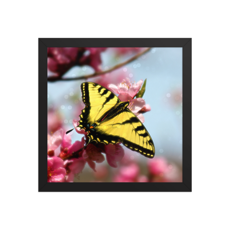 Birds and Butterflies Collcetion